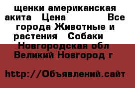 щенки американская акита › Цена ­ 30 000 - Все города Животные и растения » Собаки   . Новгородская обл.,Великий Новгород г.